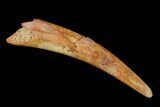 Fossil Pterosaur (Siroccopteryx) Tooth - Morocco #134648-1